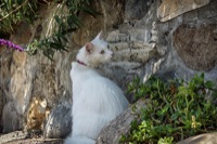 Stratégiai harc