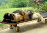 Magic Cat