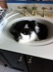StarPounce