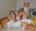xX_v1ktor_MEOWster_69_Xx